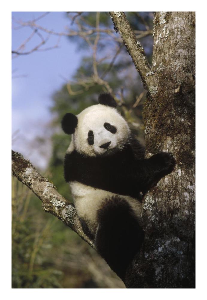 Giant Panda in tree, Wolong Valley, Himalaya, China-Paper Art-18"x26"