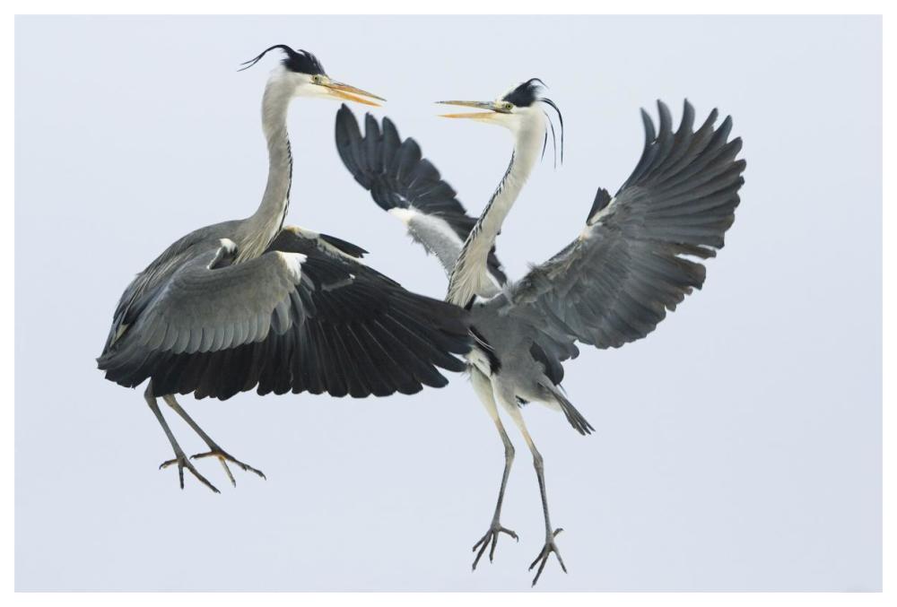 Grey Heron pair fighting over a fish, Usedom, Germany-Paper Art-62"x42"