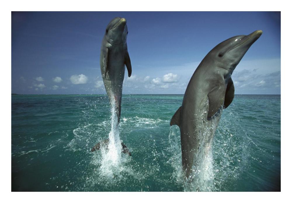 Bottlenose Dolphin pair leaping from water, Caribbean-Paper Art-26"x18"