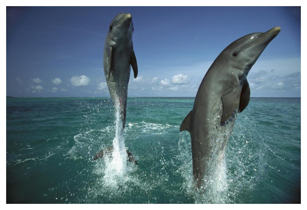 Bottlenose Dolphin pair leaping from water, Caribbean-Paper Art-50"x34"