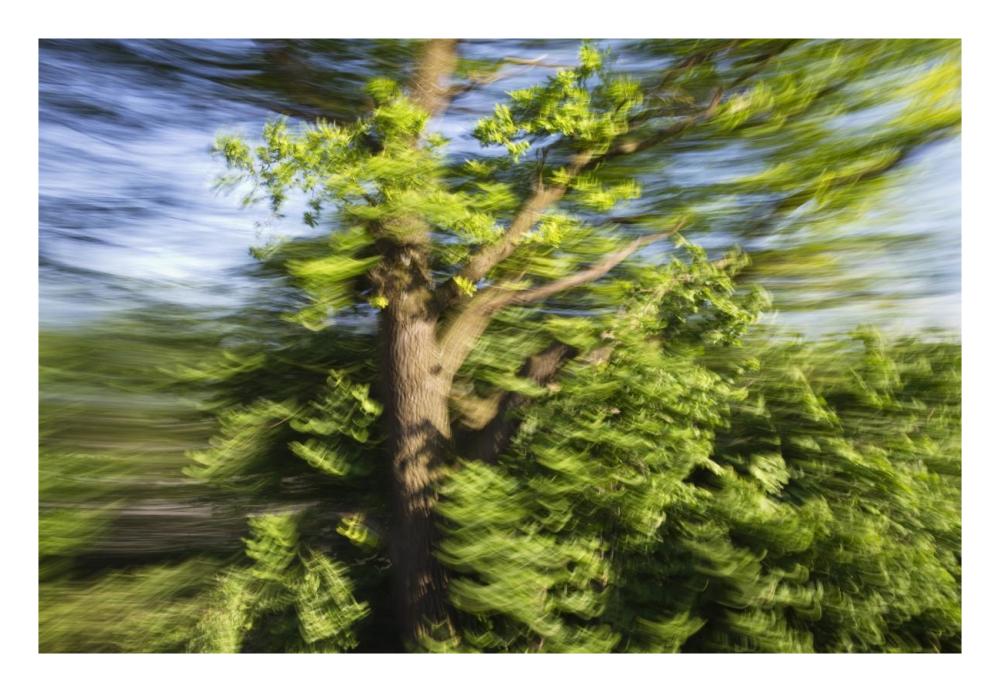 English Oak blowing in the wind, Upper Bavaria, Germany-Paper Art-26"x18"
