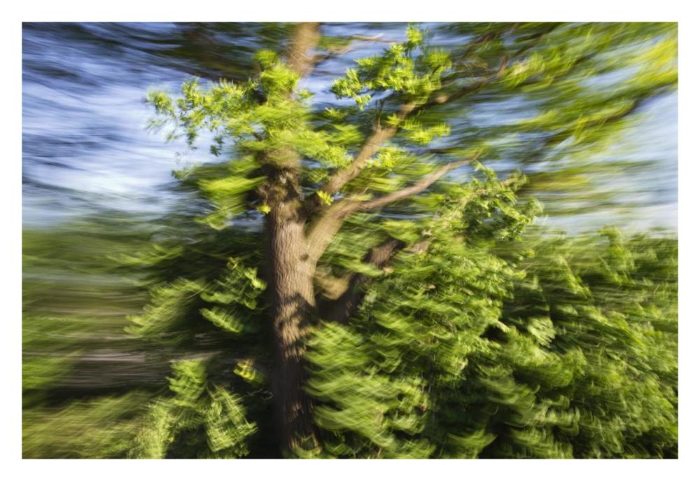 English Oak blowing in the wind, Upper Bavaria, Germany-Paper Art-32"x22"