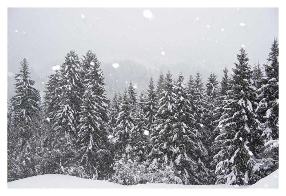 Coniferous forest in winter, Alps, Upper Bavaria, Germany-Paper Art-20"x14"