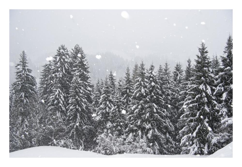 Coniferous forest in winter, Alps, Upper Bavaria, Germany-Paper Art-26"x18"