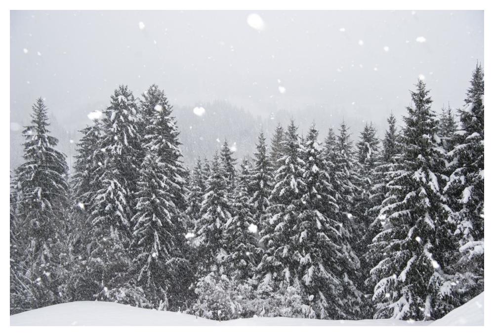 Coniferous forest in winter, Alps, Upper Bavaria, Germany-Paper Art-50"x34"