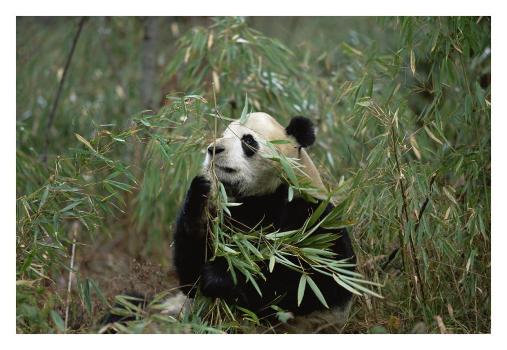 Giant Panda eating bamboo, Wolong Valley, Himalaya, China-Paper Art-32"x22"