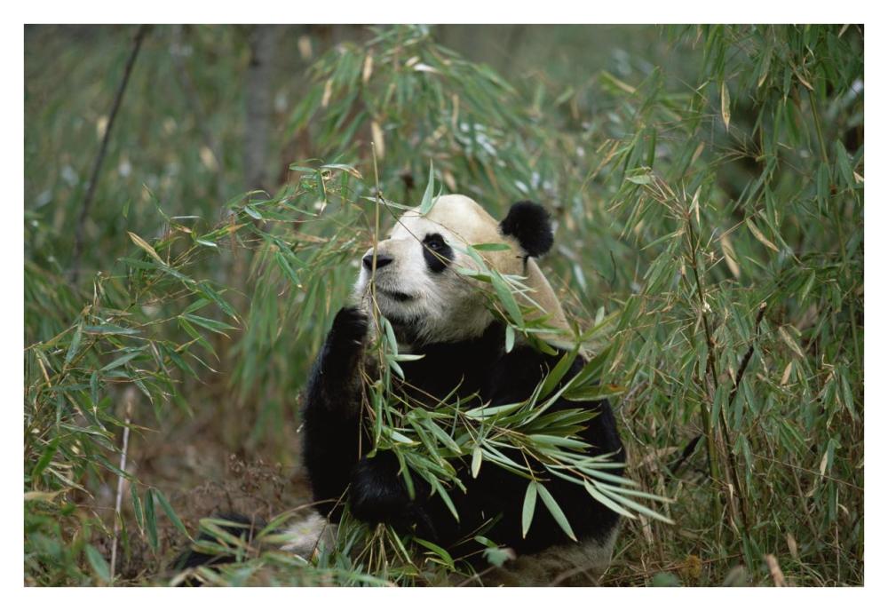 Giant Panda eating bamboo, Wolong Valley, Himalaya, China-Paper Art-38"x26"