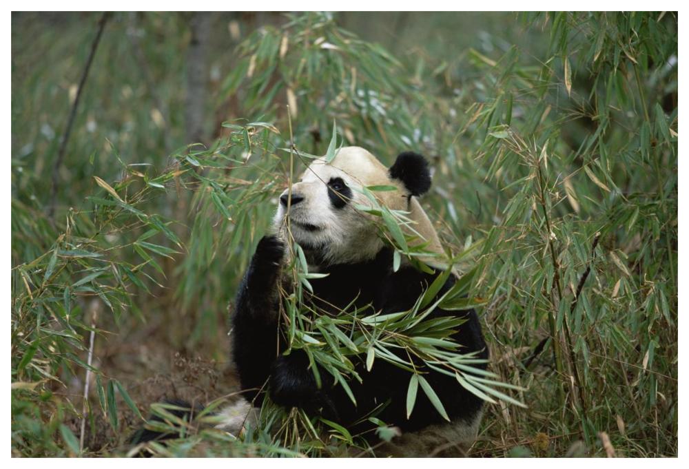 Giant Panda eating bamboo, Wolong Valley, Himalaya, China-Paper Art-62"x42"