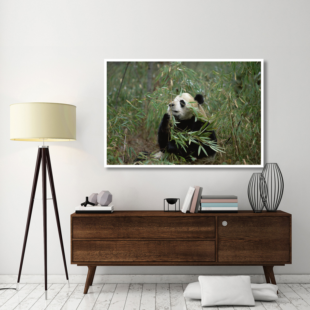Giant Panda eating bamboo, Wolong Valley, Himalaya, China-Paper Art-62&quotx42"