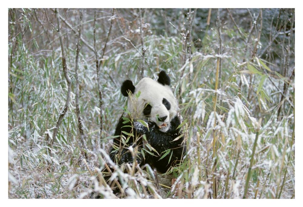 Giant Panda eating bamboo, Wolong Valley, Himalaya, China-Paper Art-38"x26"