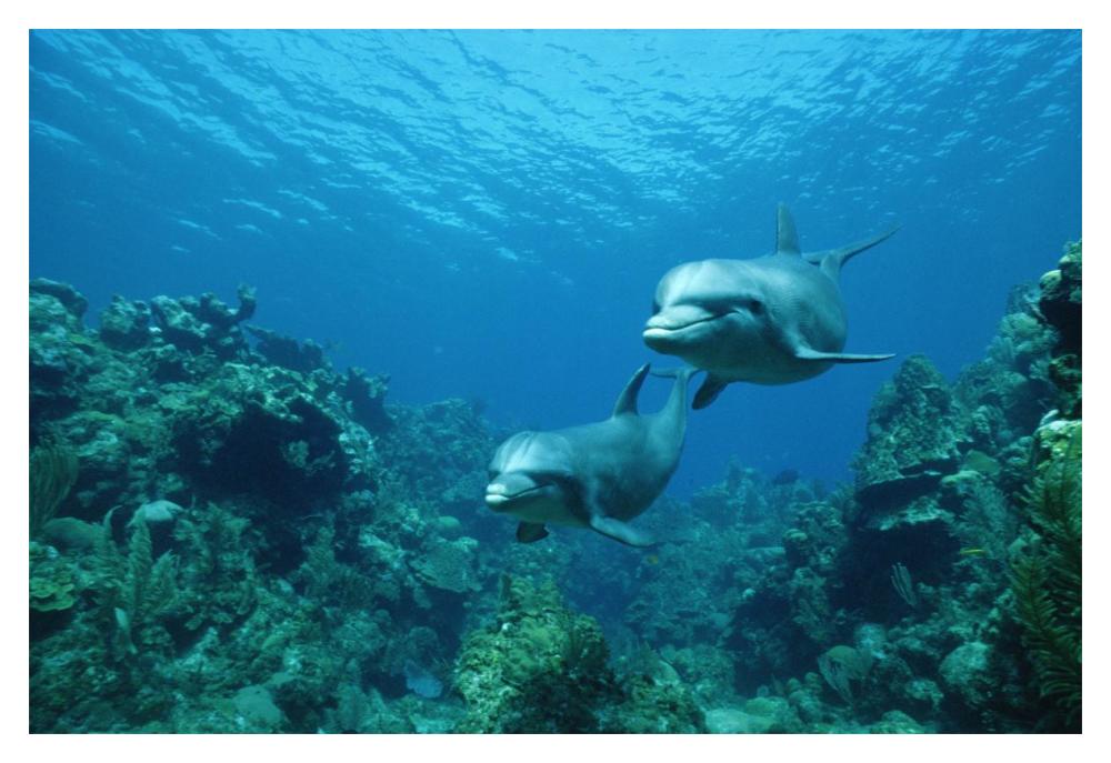 Bottlenose Dolphin pair swimming over coral reef, Honduras-Paper Art-20"x14"