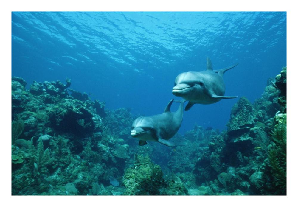 Bottlenose Dolphin pair swimming over coral reef, Honduras-Paper Art-26"x18"