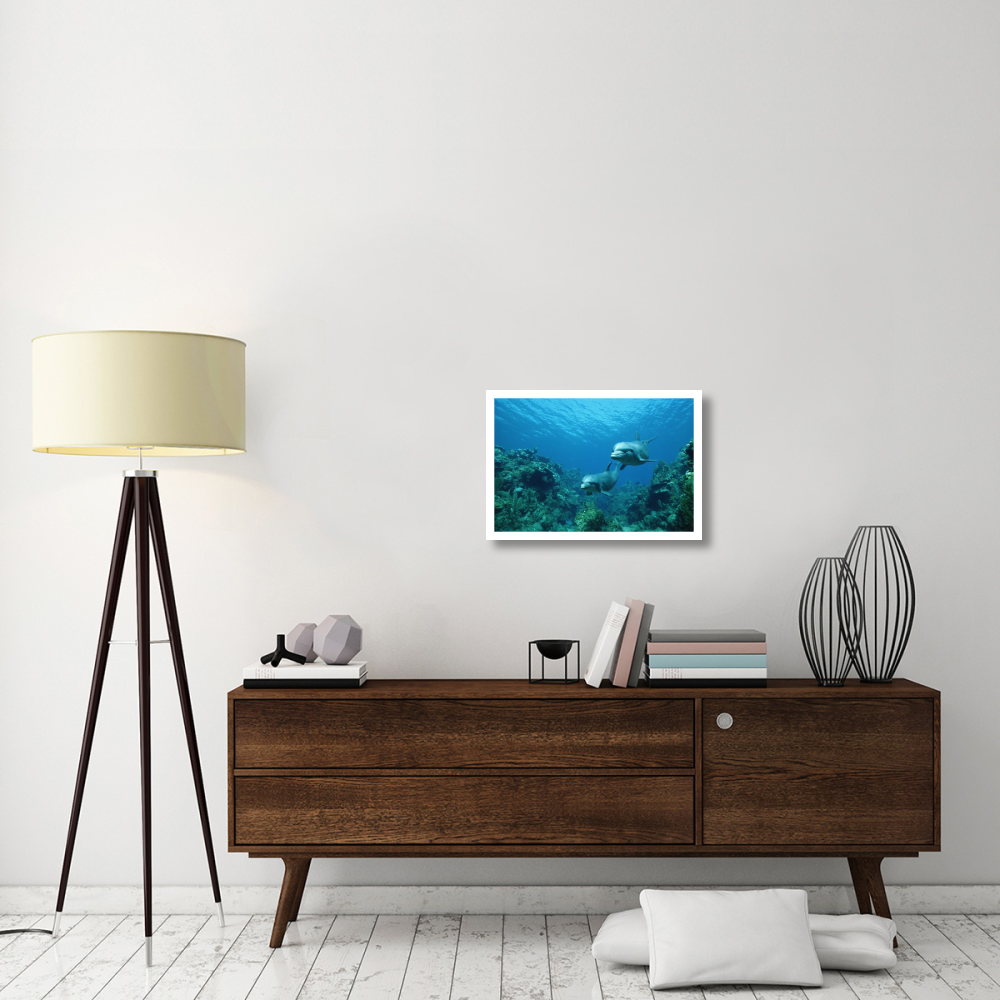 Bottlenose Dolphin pair swimming over coral reef, Honduras-Paper Art-26&quotx18"