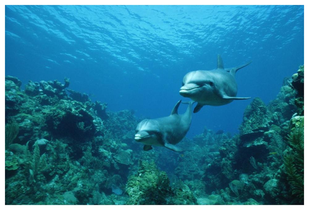 Bottlenose Dolphin pair swimming over coral reef, Honduras-Paper Art-62"x42"