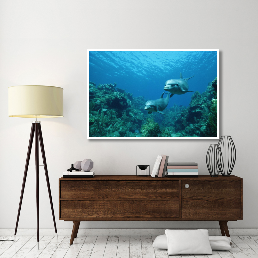 Bottlenose Dolphin pair swimming over coral reef, Honduras-Paper Art-62&quotx42"