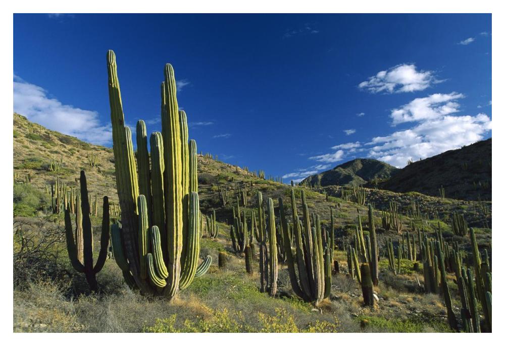 Cardon cactii in desert landscape, Baja California, Mexico-Paper Art-20"x14"