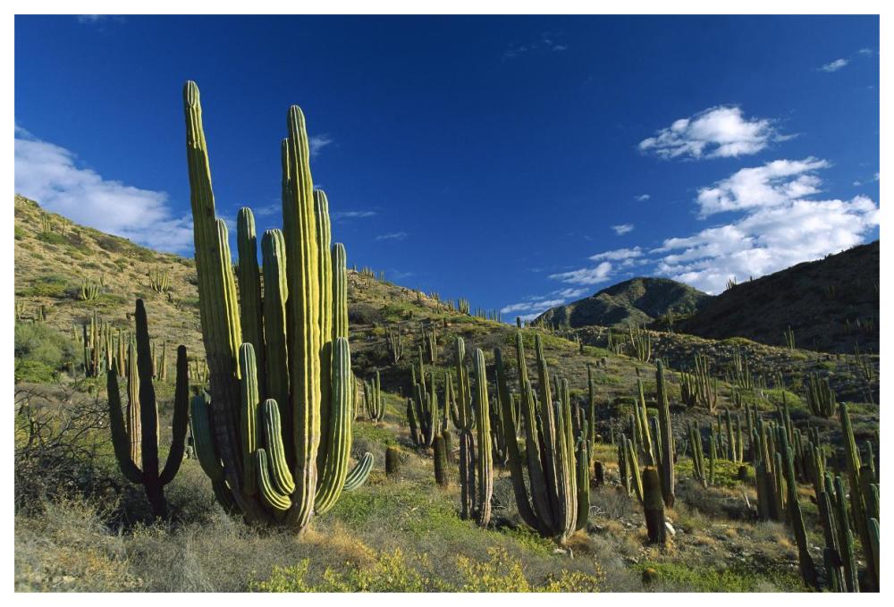 Cardon cactii in desert landscape, Baja California, Mexico-Paper Art-62"x42"