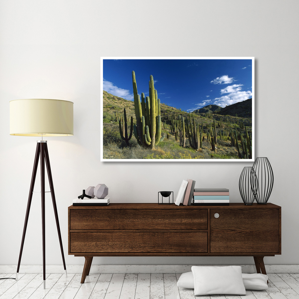 Cardon cactii in desert landscape, Baja California, Mexico-Paper Art-62&quotx42"