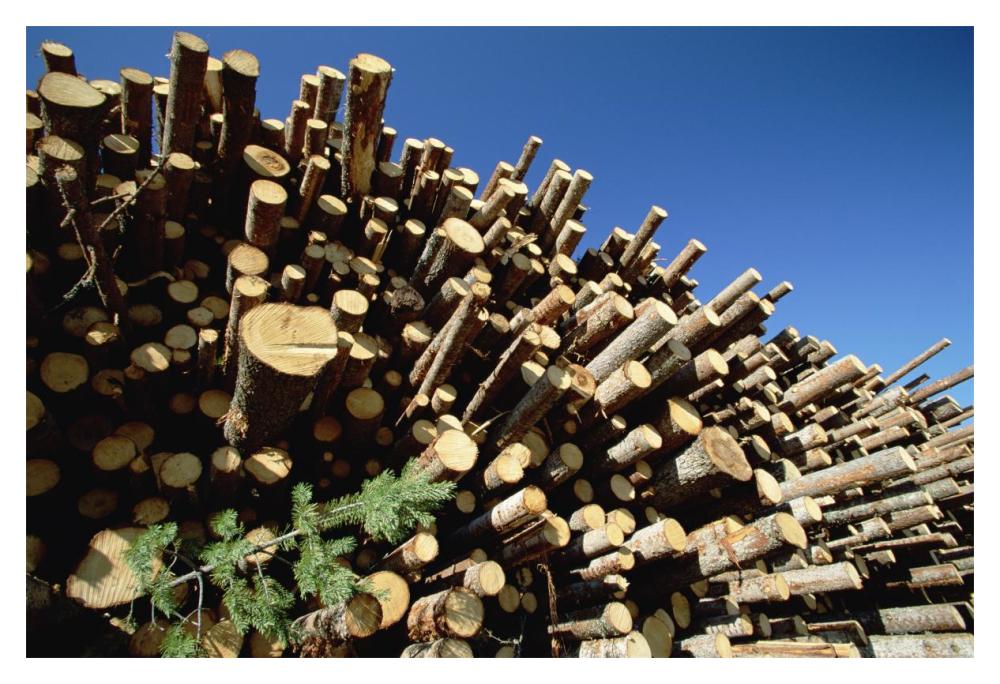 Pile of harvested Pine logs dry before being milled, Sweden-Paper Art-20"x14"