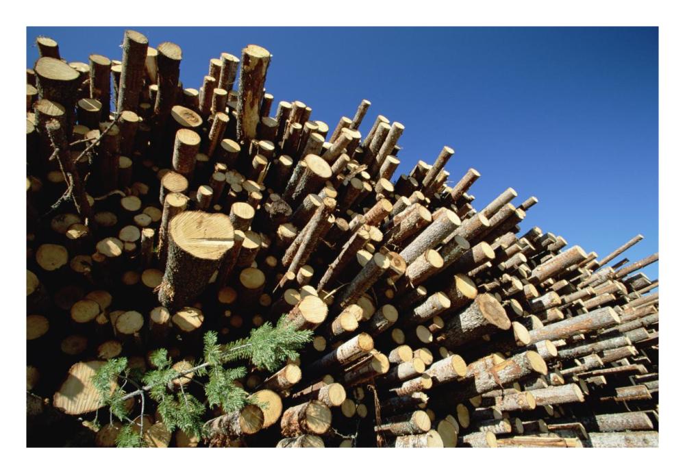 Pile of harvested Pine logs dry before being milled, Sweden-Paper Art-26"x18"