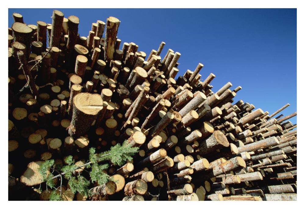 Pile of harvested Pine logs dry before being milled, Sweden-Paper Art-38"x26"