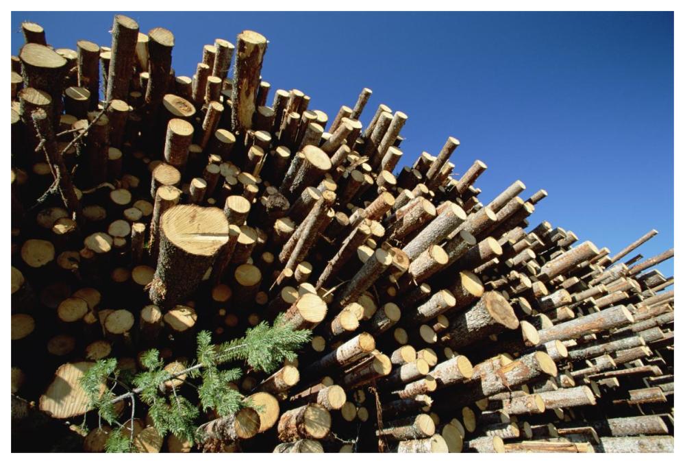Pile of harvested Pine logs dry before being milled, Sweden-Paper Art-62"x42"