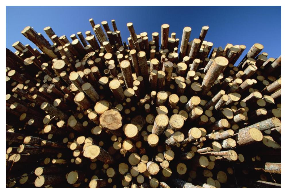 Pile of harvested Pine logs dry before being milled, Sweden-Paper Art-50"x34"