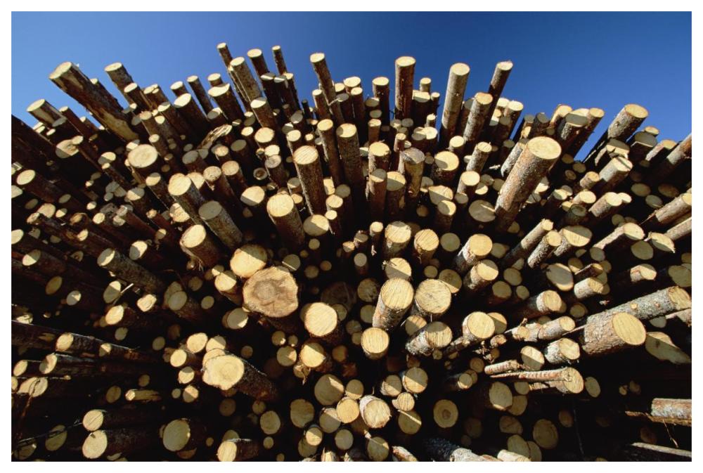 Pile of harvested Pine logs dry before being milled, Sweden-Paper Art-62"x42"