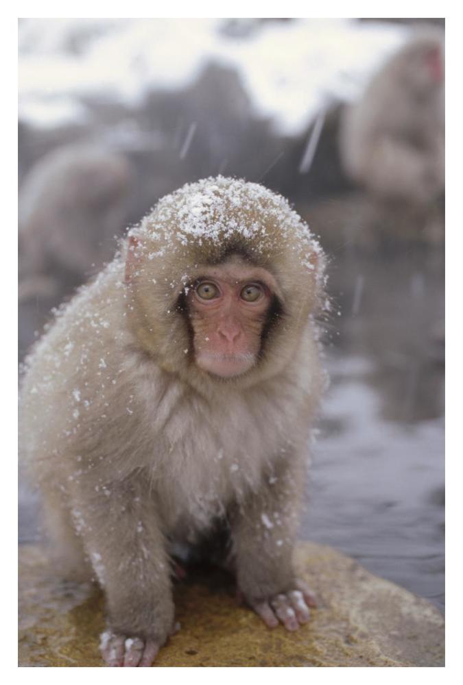 Japanese Macaque in hot springs, Japanese Alps, Nagano, Japan-Paper Art-14"x20"