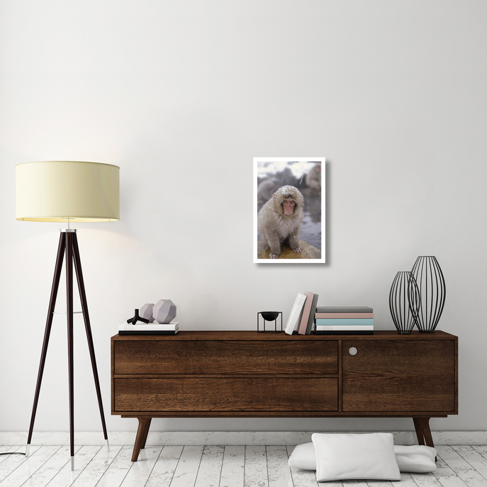 Japanese Macaque in hot springs, Japanese Alps, Nagano, Japan-Paper Art-18&quotx26"