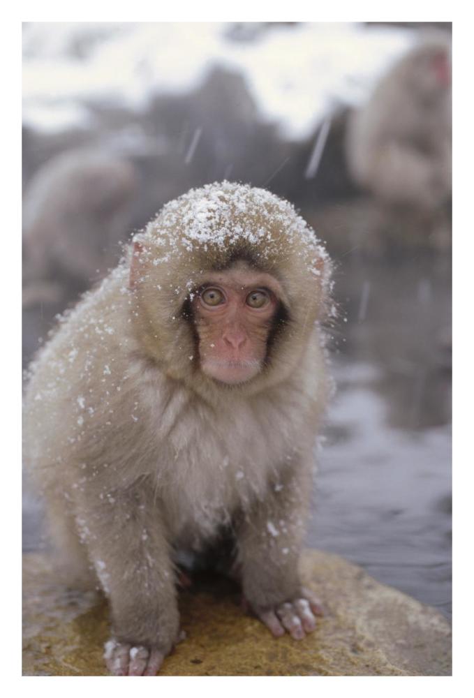 Japanese Macaque in hot springs, Japanese Alps, Nagano, Japan-Paper Art-22"x32"