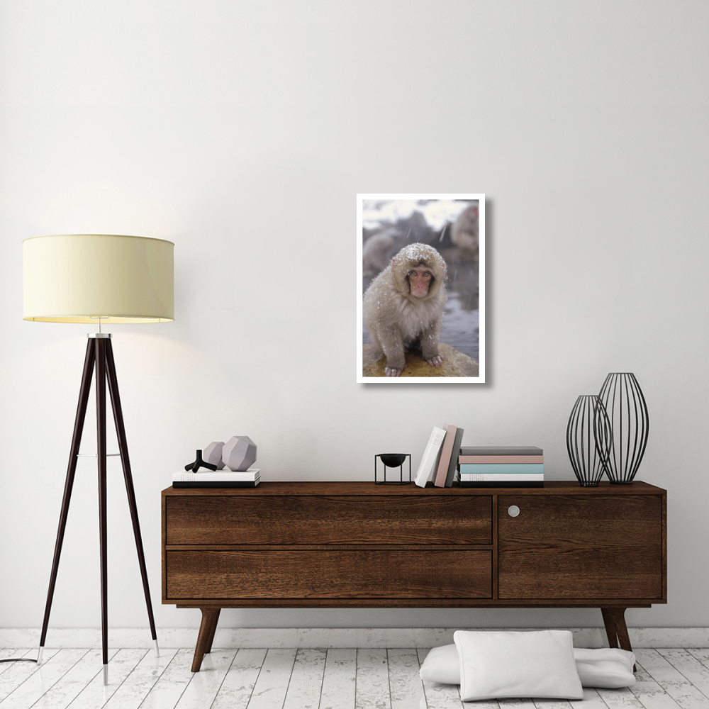 Japanese Macaque in hot springs, Japanese Alps, Nagano, Japan-Paper Art-22&quotx32"