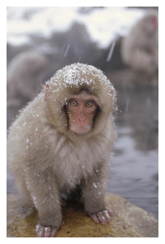 Japanese Macaque in hot springs, Japanese Alps, Nagano, Japan-Paper Art-26"x38"