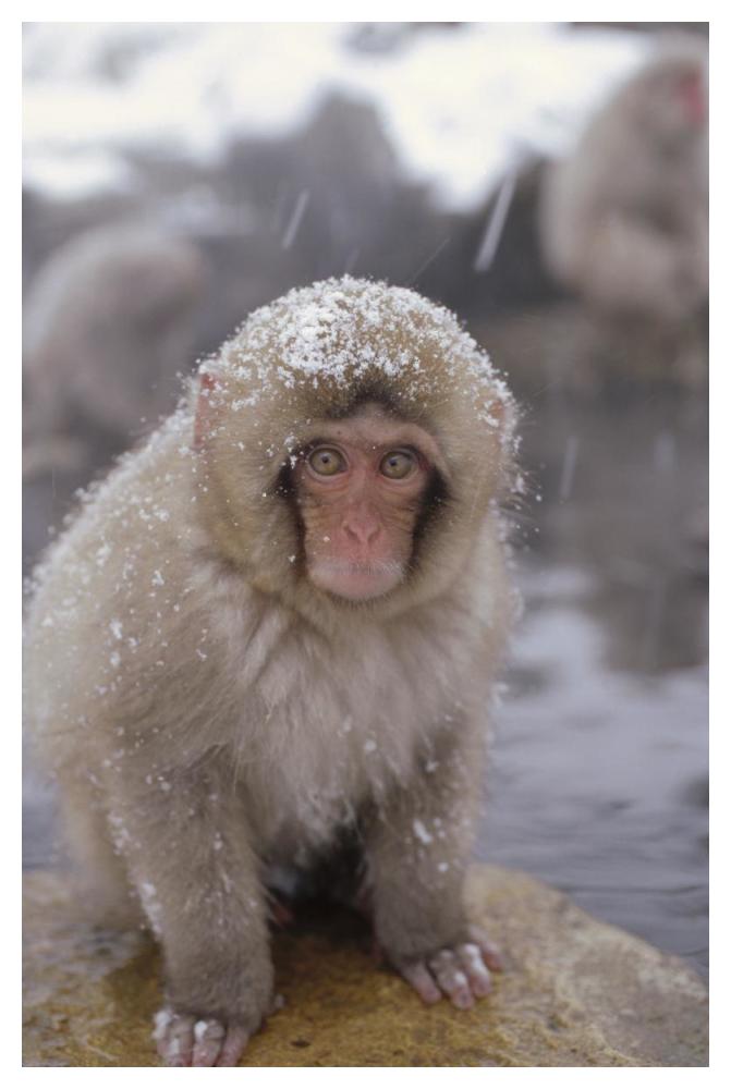 Japanese Macaque in hot springs, Japanese Alps, Nagano, Japan-Paper Art-34"x50"