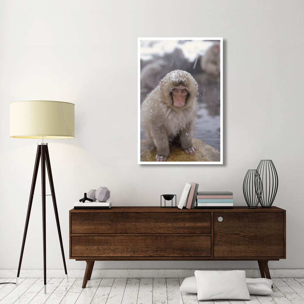 Japanese Macaque in hot springs, Japanese Alps, Nagano, Japan-Paper Art-34&quotx50"