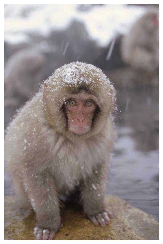 Japanese Macaque in hot springs, Japanese Alps, Nagano, Japan-Paper Art-42"x62"