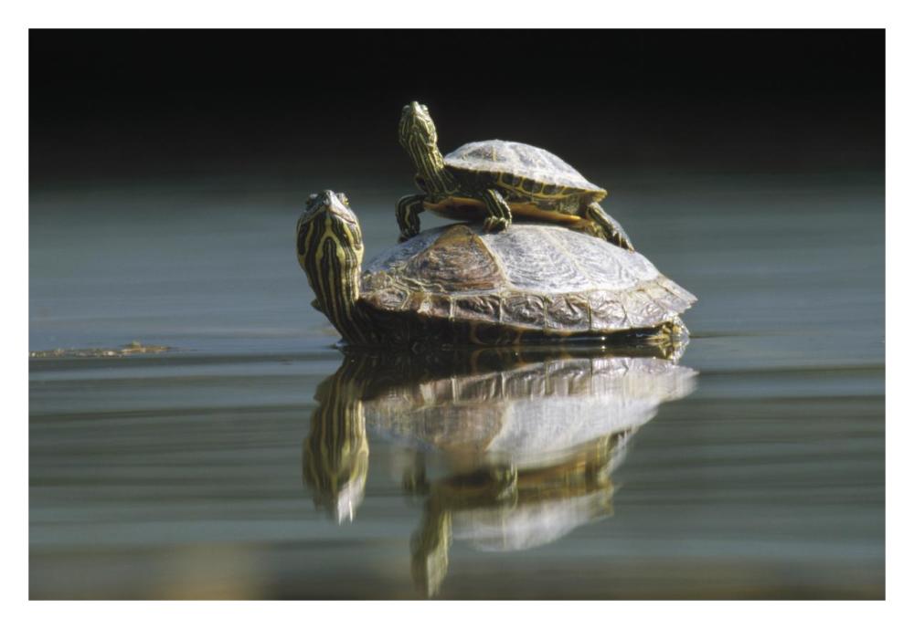 Red-eared Slider turtle, pair in pond, City Park, Munich, Germany-Paper Art-32"x22"