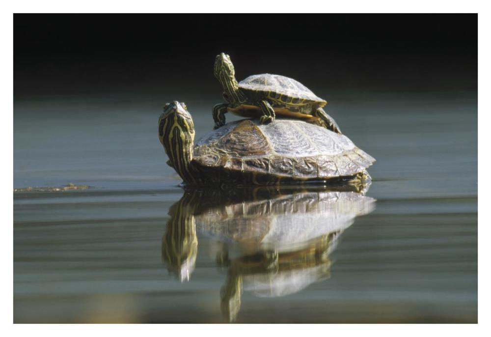 Red-eared Slider turtle, pair in pond, City Park, Munich, Germany-Paper Art-38"x26"
