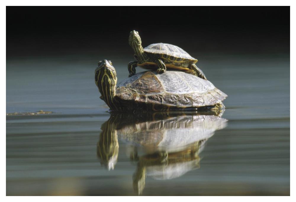 Red-eared Slider turtle, pair in pond, City Park, Munich, Germany-Paper Art-50"x34"