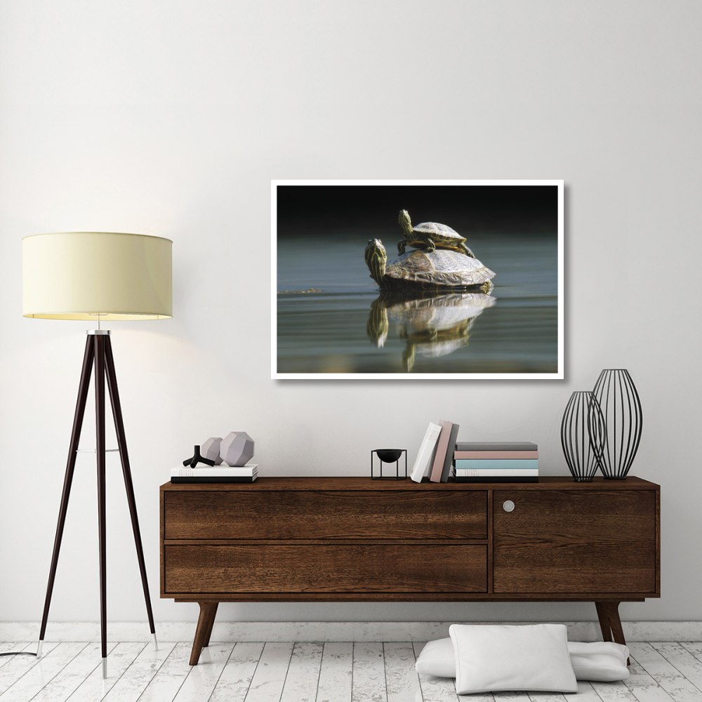 Red-eared Slider turtle, pair in pond, City Park, Munich, Germany-Paper Art-50&quotx34"