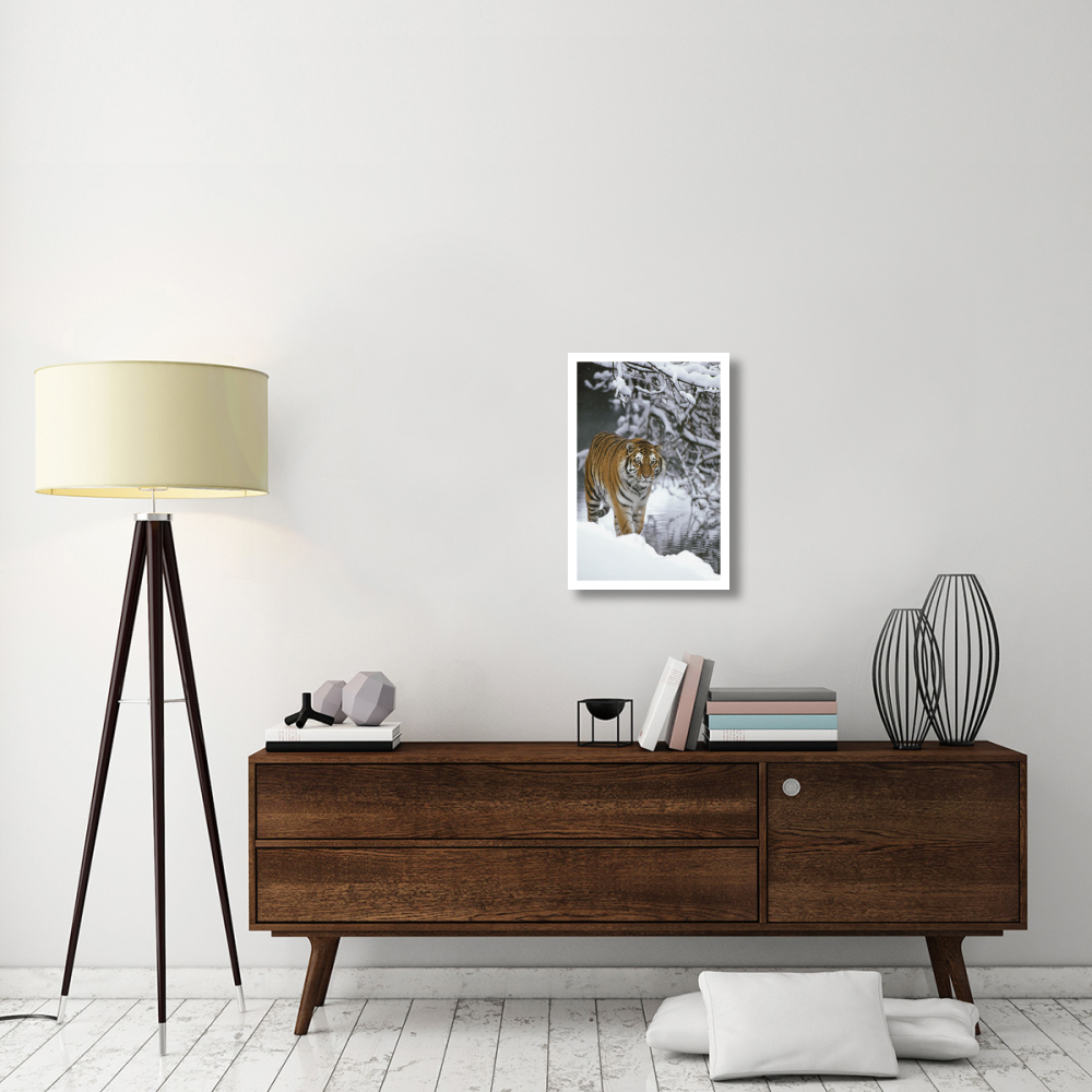 Siberian Tiger walking in snow, Siberian Tiger Park, Harbin, China-Paper Art-18&quotx26"