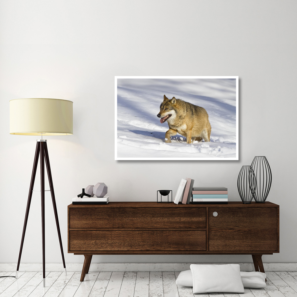 Wolf walking in snow, Bavarian Forest National Park, Bavaria, Germany-Paper Art-50&quotx34"