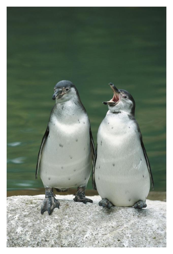 Humboldt Penguin two chicks with one calling, range into Chile and Peru-Paper Art-14"x20"