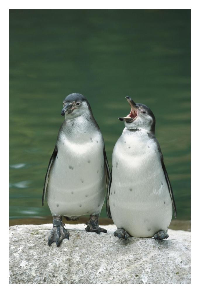 Humboldt Penguin two chicks with one calling, range into Chile and Peru-Paper Art-22"x32"