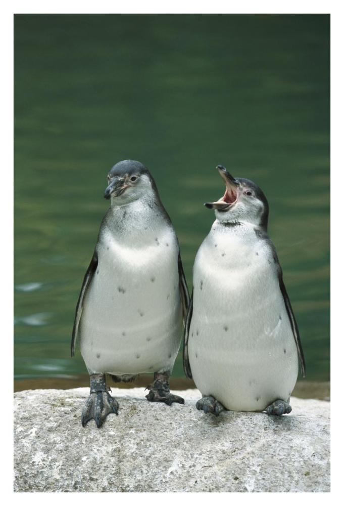 Humboldt Penguin two chicks with one calling, range into Chile and Peru-Paper Art-26"x38"
