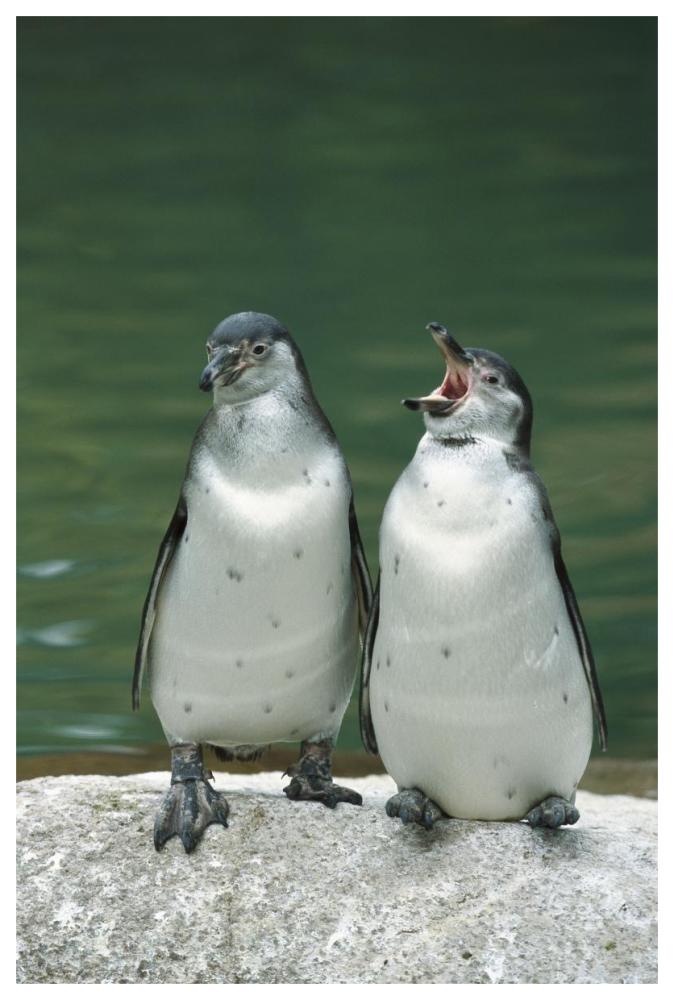 Humboldt Penguin two chicks with one calling, range into Chile and Peru-Paper Art-42"x62"
