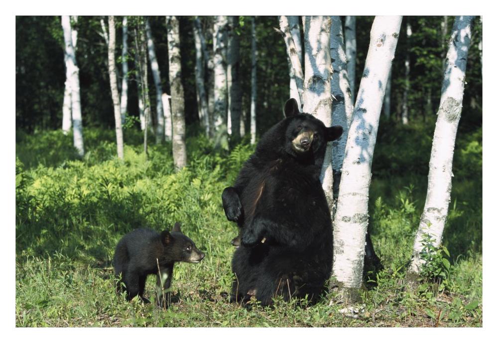 Black Bear sow scratching on Birch tree with cub watching, North America-Paper Art-32"x22"