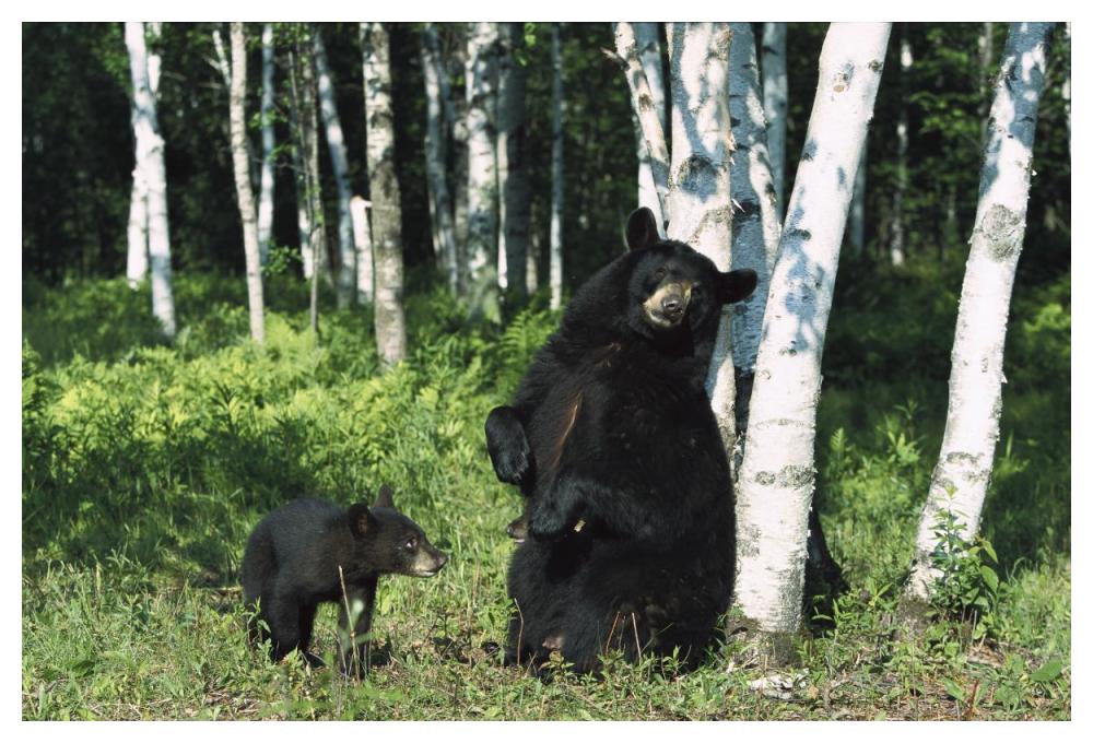 Black Bear sow scratching on Birch tree with cub watching, North America-Paper Art-50"x34"