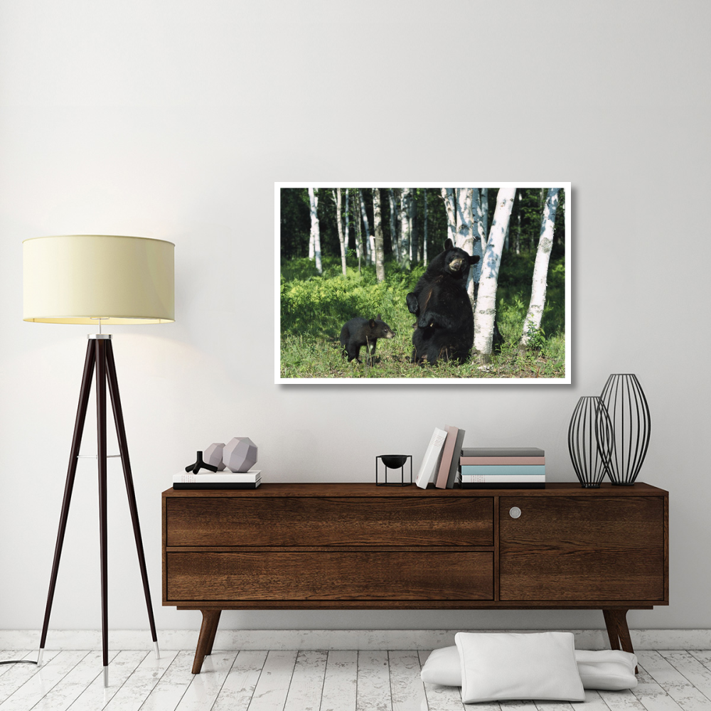 Black Bear sow scratching on Birch tree with cub watching, North America-Paper Art-50&quotx34"