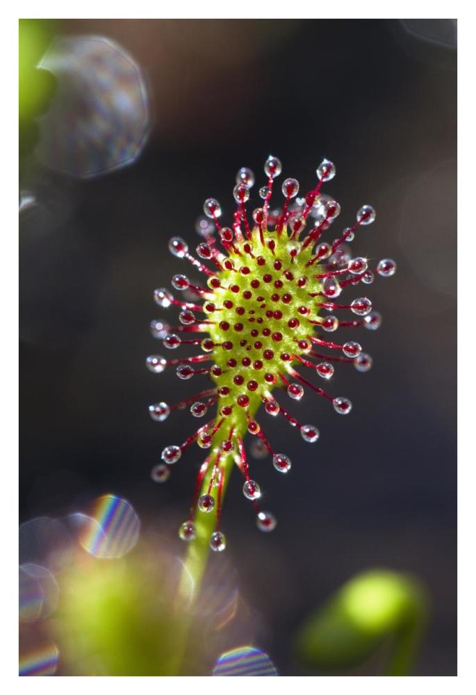 Oblong-leaved Sundew with dew which attracts and catches prey, Bavaria, Germany-Paper Art-26"x38"